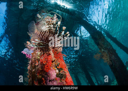 Lionfish under Aborek Jetty, Pterois volitans, Raja Ampat, West Papua, Indonesia Stock Photo