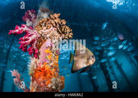 Longfin Batfish under Aborek Jetty, Platax teira, Raja Ampat, West Papua, Indonesia Stock Photo