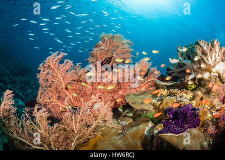 Anthias over Coral Reef, Pseudanthias huchtii, Raja Ampat, West Papua, Indonesia Stock Photo