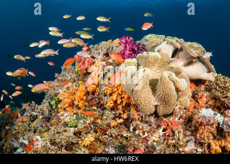 Anthias over Coral Reef, Pseudanthias huchtii, Raja Ampat, West Papua, Indonesia Stock Photo