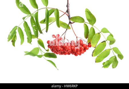 Bunch of red rowan isolated on white background Stock Photo