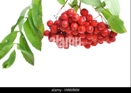 Bunch of red rowan isolated on white background Stock Photo