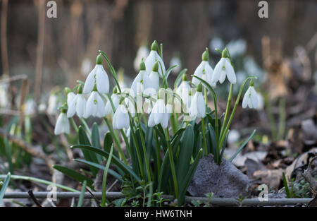 snowdrops growing in forest Stock Photo