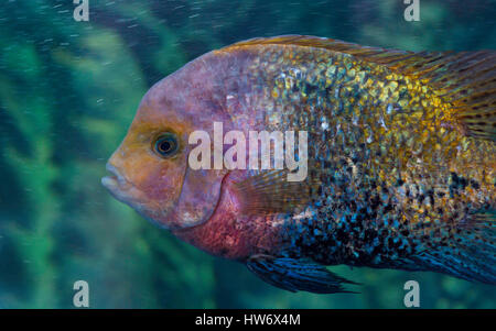 Herotilapia multispinosa (rainbow cichlid) is a aquarium fish that live in Central America Stock Photo