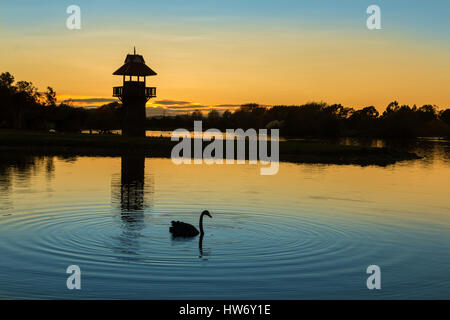 Lookout tower at Henly lake, Masterton , New Zealand at dawn, with a black swan in front. Stock Photo