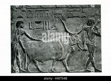 This carved relief shows a farmer bringing in a steer. It is from  the Old Kingdom tomb of Princess Idut at Saqqara. Saqqara served as a huge burial ground  in ancient Egypt and was the cemetery for the ancient Egyptian capital of Memphis. Djoser’s Step Pyramid is also here. Idut (also known as Seshsehset) is thought to be the daughter of the Unas, a king of the Fifth Dynasty (c. 2494-2345 B.C.) The image is credited to Belgium art historian Jean Capart (1877-1947)  and Emil Roemmler (died 1941). Stock Photo
