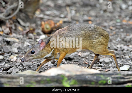 A timid Lesser Mouse Deer (Tragulus kanchil) on the forest floor in Kaeng Krachan in Western Thailand