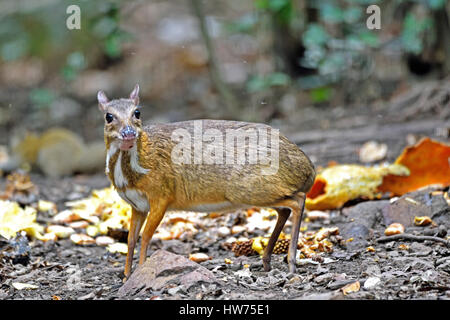 A timid Lesser Mouse Deer (Tragulus kanchil) on the forest floor in Kaeng Krachan in Western Thailand