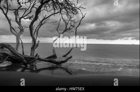 Moody black and white of dead trees on a sandy beach. Stock Photo