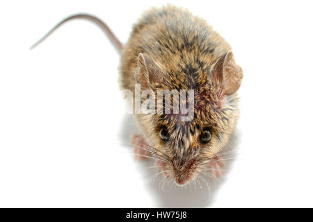 house mouse (Mus musculus) on white background Close-up above Stock Photo
