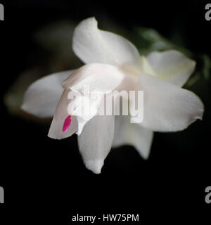 White Schlumbergera Christmas Cactus Flower Closeup, isolated on black Stock Photo
