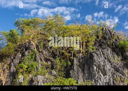 Upwards view of a volcanic stone cliff face with tropical trees growing and a blue sky with light clouds background. Stock Photo