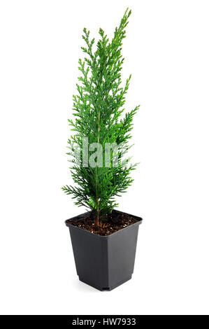 thuja seedling in a flowerpot isolated on white background Stock Photo