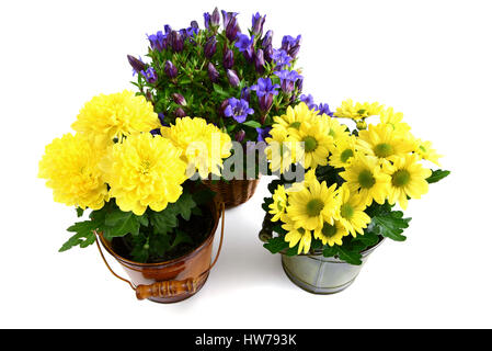 three flowerpot of blue gentian and yellow chrysanthemums. isolated background Stock Photo