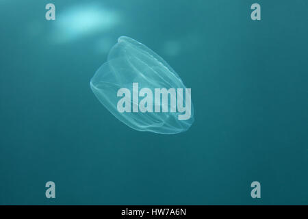 Sea walnut jellyfish (Mnemiopsis leidyi) underwater in the Mediterranean Sea Stock Photo