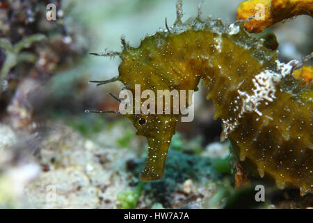 Long-snouted seahorse (Hypocampus ramulosus) underwater in the Mediterranean Sea Stock Photo