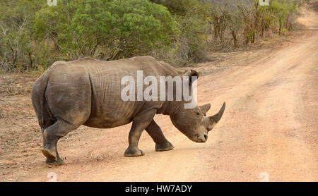 Larged Rhinoceros in Kruger National Park in South Africa whose horns are subject to poaching and making the animal endangered. Stock Photo