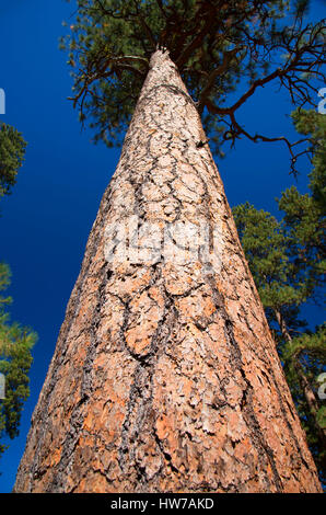 Ponderosa pine (Pinus ponderosa) at Cold Springs, McKenzie Pass-Santiam Pass National Scenic Byway, Deschutes National Forest, Oregon