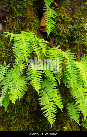 Licorice ferns (Polypodium glycyrrhiza) along Warrior Rock Trail, Sauvie Island Wildlife Area, Oregon Stock Photo