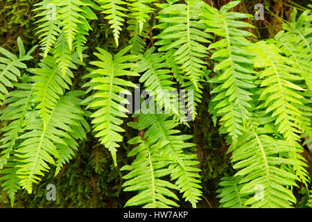 Licorice ferns (Polypodium glycyrrhiza) along Warrior Rock Trail, Sauvie Island Wildlife Area, Oregon Stock Photo