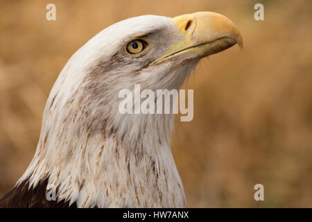 Bald eagle (Haliaeetus leucocephalus), Tracy Aviary, Liberty Park, Salt Lake City, Utah Stock Photo