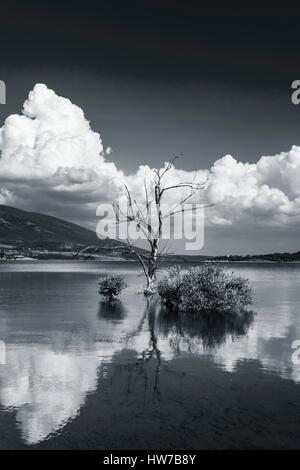 Single tree immersed in water peaceful Peruca lake in Croatia Stock Photo
