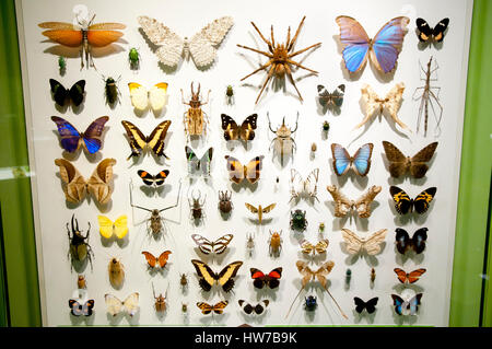 Butterfly Specimens Stock Photo