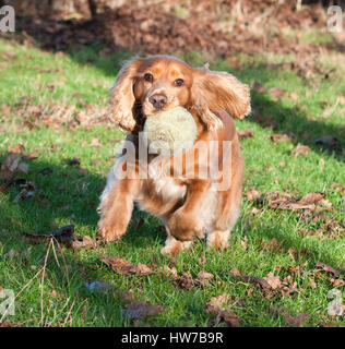 Sprocker running with ball in mouth Stock Photo