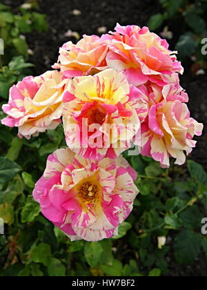 Yellow and Pink Floribunda Roses, Lady Norwood Rose Garden, Wellington, New Zealand Stock Photo