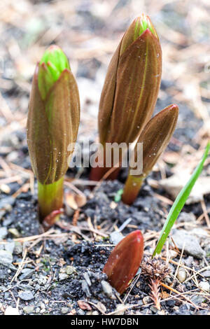 Budding Fritillaria imperialis Spring shoots plant emerging through the soil new spring shoots Stock Photo