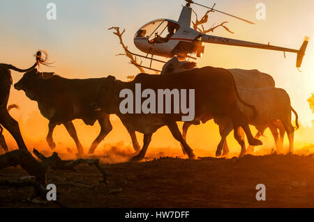 Robinson R22 Beta helicopter flying low, at sunset, mustering cattle in northern Western Australia. Flown by David Adamson. Stock Photo