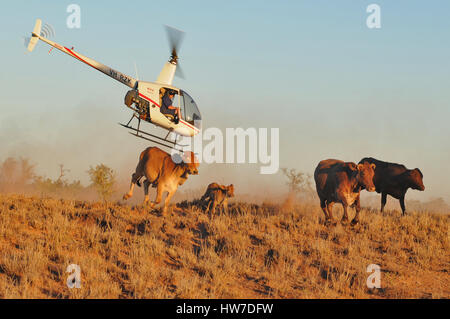 Robinson R22 Beta helicopter flying low, at sunset, mustering cattle in northern Western Australia. Flown by David Adamson. Stock Photo