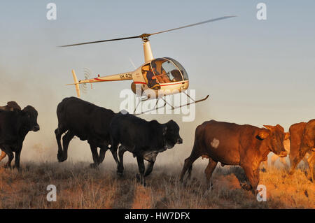 Robinson R22 Beta helicopter flying low, at sunset, mustering cattle in northern Western Australia. Flown by David Adamson. Stock Photo