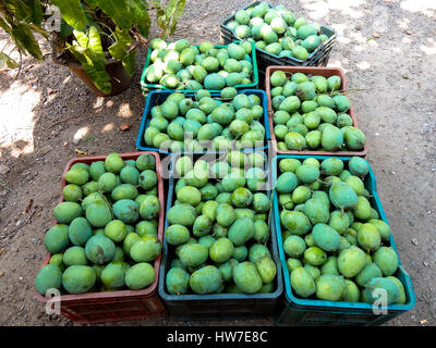 fresh mangos at market in kerala,india Stock Photo