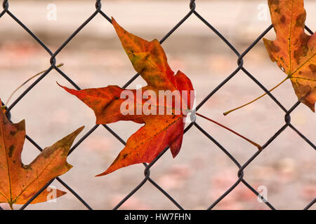 Fall maple leaves caught in wire fence Stock Photo