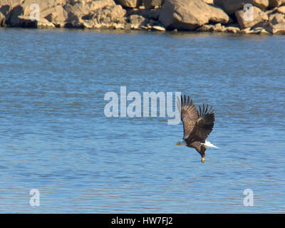 Adult bald eagle fishing on river Stock Photo