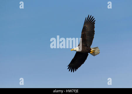 Adult bald eagle soars overhead while fishing. Stock Photo