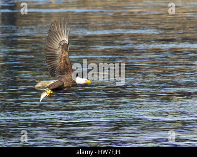 Fisherman with casting rod & reel in waders at the base of Conowingo Dam on  Susquehanna River in Harford County Maryland USA Stock Photo - Alamy