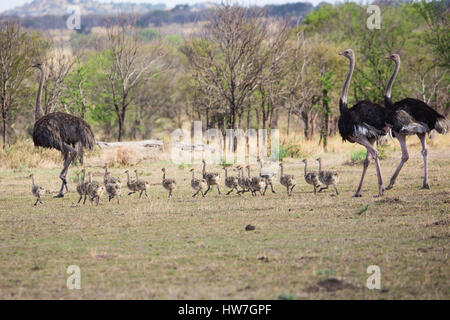 ostrich family with chicks Stock Photo