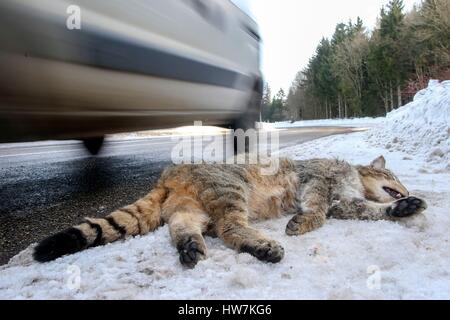 France, Bas Rhin, Wildcat (Felis silvestris), crushed on the roadside Stock Photo