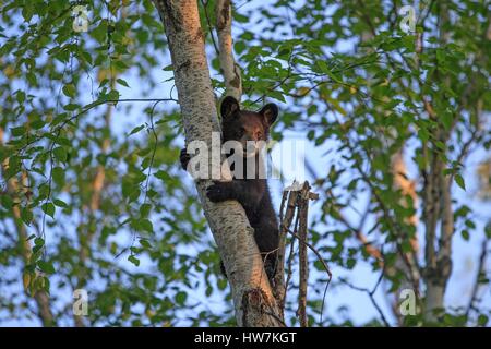 United States, Minnesota, Black bear(Ursus americanus), young in a tree Stock Photo