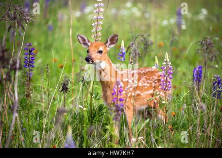 United States, Minnesota, White tailed Deer (Odocoileus virginianus), baby, in a meadow with lupins Stock Photo