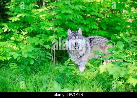 United States, Minnesota, Wolf or Gray Wolf or Grey Wolf (Canis lupus) Stock Photo