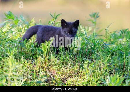 United States, Minnesota, Red Fox (Vulpes vulpes), young Stock Photo