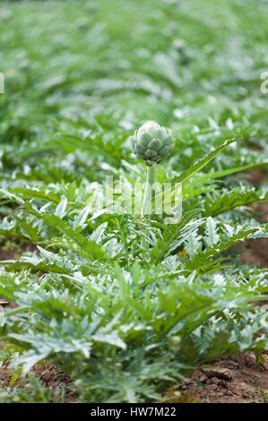 France, Finistere, Saint Pol de Leon, foot of artichoke (Cynara scolymus) in a field Stock Photo