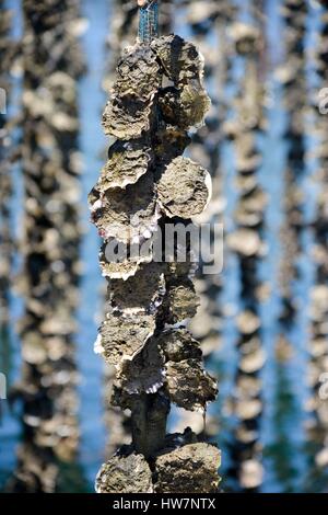France, Herault, Marseillan, oyster farm Tarbouriech, park with oyster, shells gone up on ropes