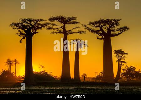 Madagascar, Menabe region, Morondava, alley of the baobabs, Grandidier's Baobabs (Adansonia grandidieri) Stock Photo