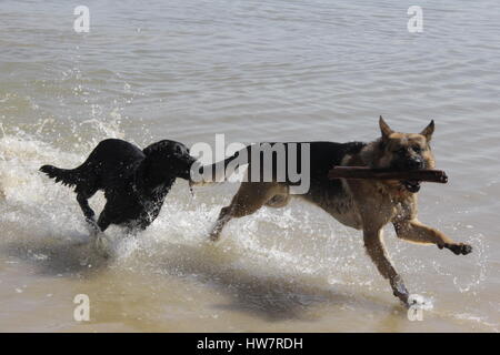 German Shepherd and Black Labrador/Australian Shepherd playing fetch, chasing a stick at the beach, lake, river. Stock Photo