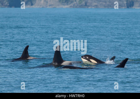 Pod of Orca swimming in Kenai Fjords National Park, Alaska. Stock Photo