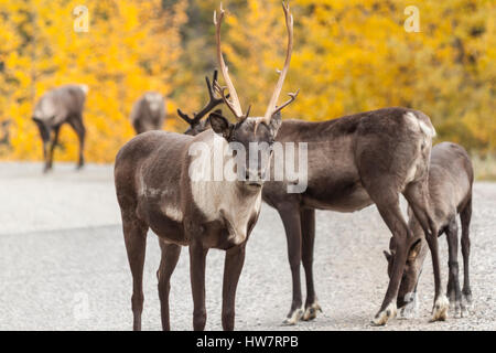 Roadside caribou in Stone Mountain Provicial Park, Canada Stock Photo